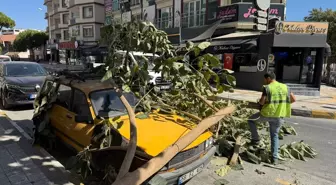 Ağaç Dalı Otomobilin Üzerine Düştü