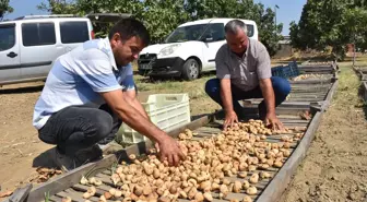 Aydın'da Sezonun İlk Kuru İnciri 400 Liradan Satın Alındı