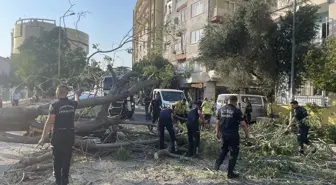 Aydın'da Devrilen Ağaç, İki Araçta Hasara Neden Oldu