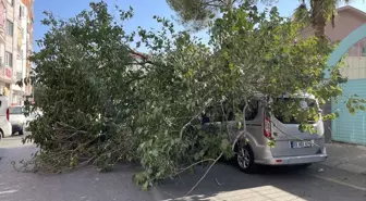 Dut Ağacının Devrilmesi Trafiği Olumsuz Etkiledi