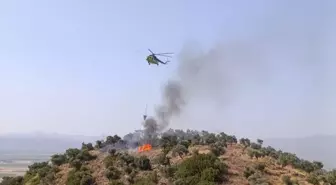 Aydın'da Zeytinlik Alanda Yangın: 30 Dekar Zarar Gördü