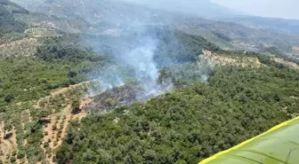 Aydın'da Orman Yangını: Havadan ve Karadan Müdahale Devam Ediyor