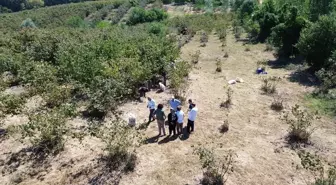 Bafra'da Fındık Hasadı Devam Ediyor