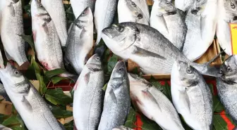 Balık Sezonu Başladı: Hamsi ve Sardalya Tezgahlarda