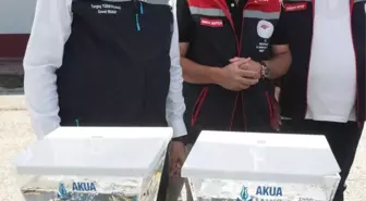 Mersin Balığı Üretiminde Yeni Hedefler