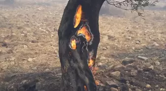 Balıkesir'de çöplük alanda çıkan yangın zeytin bahçelerine sıçradı