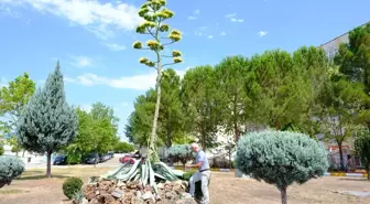Balıkesir Üniversitesi'nde 20 Yıl Sonra Çiçek Açan Agave Bitkisi