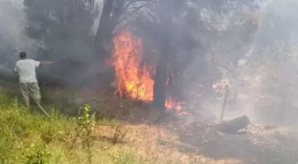 Balıkesir'de Orman Yangını Kontrol Altına Alındı