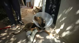 Depremde Yaralanan 'Ateş' Adlı Köpek Tedavi Altına Alındı