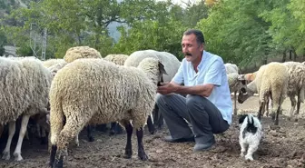 Dron sayesinde koyun sürüsü kurtarıldı