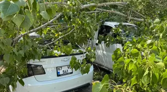 Bartın'da Devrilen Ağaç 4 Araca Zarar Verdi