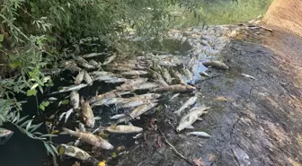 Bartın'da Toplu Balık Ölümleri Üzerine İnceleme Başlatıldı