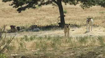 Başkentte bir genç sahipsiz köpeklerin saldırısına uğradı