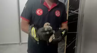 Batman'da Balkon Korkuluğuna Sıkışan Atmaca Kurtarıldı