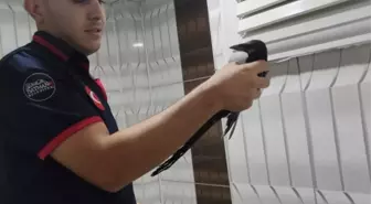 Batman'da Mahsur Kalan Karga İtfaiye Ekipleri Tarafından Kurtarıldı