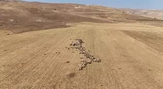 Batman'da Hasat Sonrası Saplar Hayvanlar İçin Besin Kaynağı
