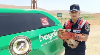 Batman'da Yaralı Şahin Tedavi Altına Alındı