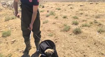 Batman'da Sulama Kanalına Düşen Köpek Yavrusu Kurtarıldı