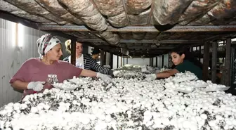 Batmanlı Girişimci, Devlet Desteği ile 600 Ton Kültür Mantarı Üretiyor