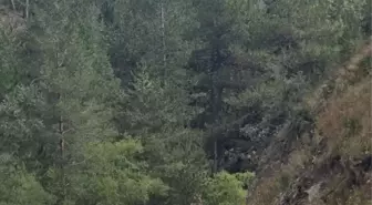 Bayat'ta Doğa Yürüyüşü Etkinliği Düzenlendi