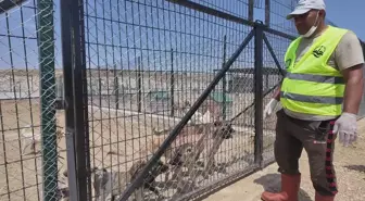 Bayburt'taki Barınakta 512 Sahipsiz Hayvana Bakım Yapılıyor