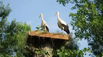 Yıkılan Leylek Yuva Kışını Terme Belediyesi Yeniden Yapılandırdı