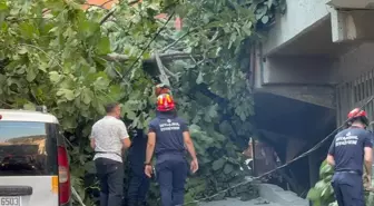 Beyoğlu'nda Devrilen Ağaçlar Park Halindeki Araçlara Zarar Verdi