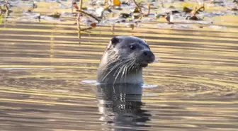 Kirmir Çayı'nda Su Samuru Balık Avlarken Görüntülendi
