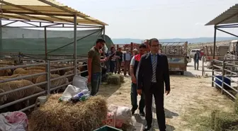 Beypazarı Kaymakamı Vedat Yılmaz, Hayvan Pazarını Ziyaret Etti