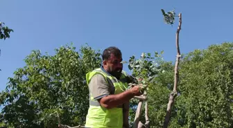 Beypazarı'nda Antep Fıstığı Aşılaması Başladı