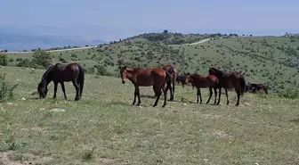 Beypazarı'nda Yılkı Atları Doğal Yaşam Alanlarında Görüntülendi