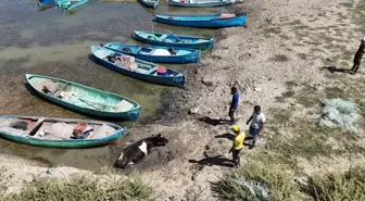 Beyşehir'de Çamura Saplanan İnek Traktörle Kurtarıldı