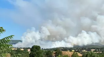 Bilecik'te Anız Yangını Ormana Sıçradı