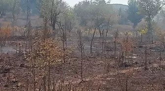 Bilecik'te Arazi Yangını Ormana Sıçramadan Söndürüldü