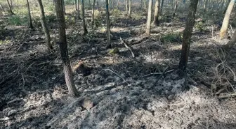 Bilecik'te Orman Yangını Kısa Sürede Söndürüldü