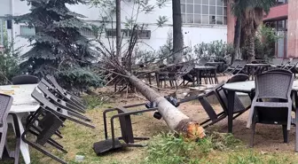 Bilecik'te Fırtına Ağacı Devrildi, Kafe Zarar Gördü