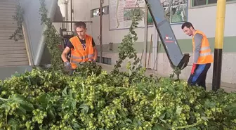Pazaryeri'nde Şerbetçi Otu Hasadı Başladı