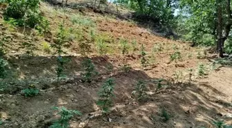 Bingöl'de 14 Bin Kök Hint Keneviri Ele Geçirildi