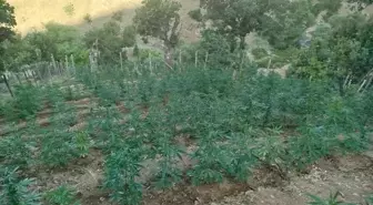 Bingöl'de 15 Bin 300 Kök Hint Keneviri Ele Geçirildi