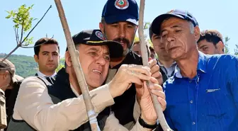 Bingöl'de Menengiç Ağaçlarına Fıstık Aşısı Uygulaması Başladı