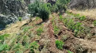 Bingöl'de Uyuşturucu Operasyonu: 5 Bin 990 Kök Hint Keneviri Ele Geçirildi