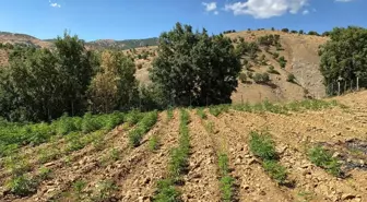 Bingöl'de Uyuşturucu Operasyonlarında Binlerce Kök Kenevir Ele Geçirildi