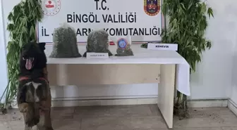 Bingöl'de Uyuşturucu Operasyonu: 9 Kilo Esrar ve 279 Kök Hint Keneviri Ele Geçirildi