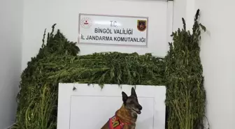 Bingöl'de Uyuşturucu Operasyonu: 91 Kilo 250 Gram Kubar Esrar Ele Geçirildi