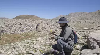 Tunceli'de Akademisyenler Yeni Bitki Türleri Araştırıyor