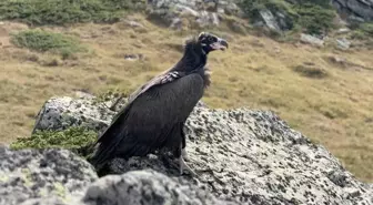 Bolu'da Tedavi Edilen Kara Akbaba Doğaya Salındı