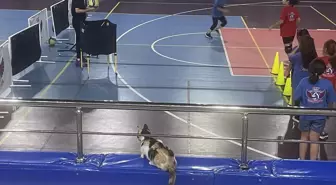 Bolu'daki Sahipsiz Kedi 'Tekir', Voleybol Kursunun Maskotu Oldu