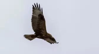 Rüzgarlı Havada Avlanan Şahin Gözlemlendi