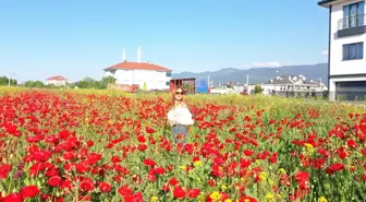 Bolu'daki Gelincik Tarlası Görsel Şölen Sunuyor