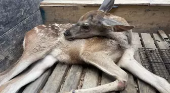 Bolu'da Yaralı Geyik Yavrusuna Koruma